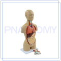 PNT-0322 Hot sale 16 parts human torso model